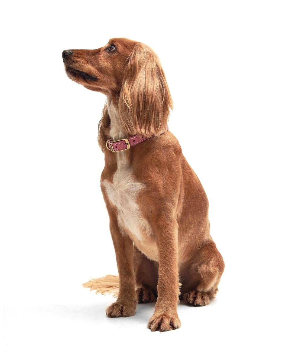 Barbour leather dog collar clearance