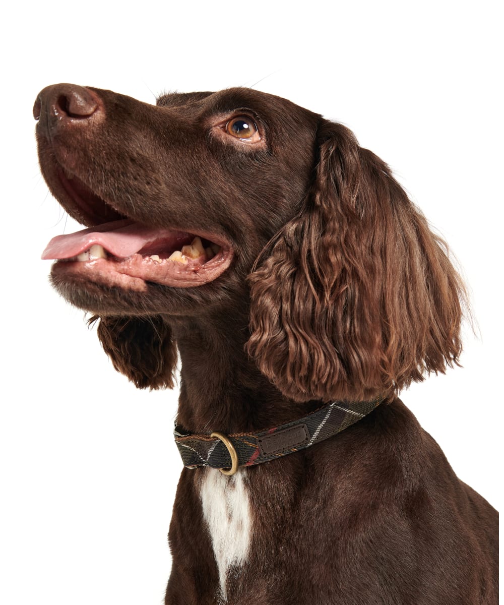 Barbour puppy collar 2025