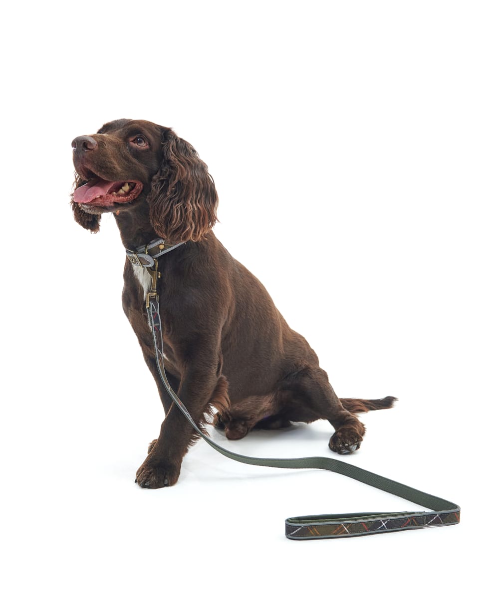 Barbour collar and lead online