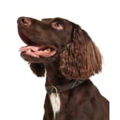 Barbour reflective tartan dog collar 2025