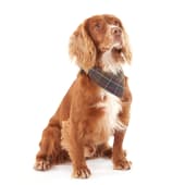 Barbour Tartan Dog Collar