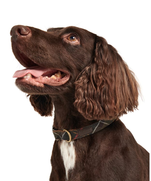 Barbour Tartan Webbing Dog Collar - Barbour Classic