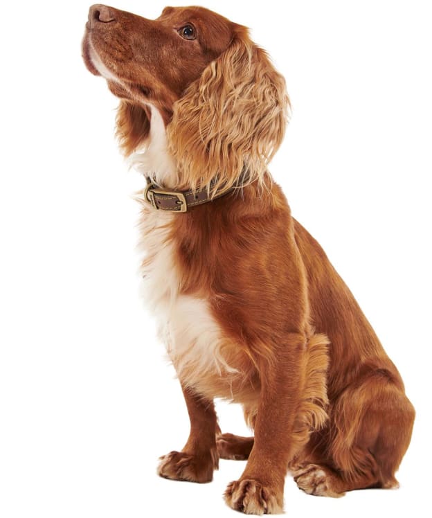 Barbour Leather Dog Collar - Brown