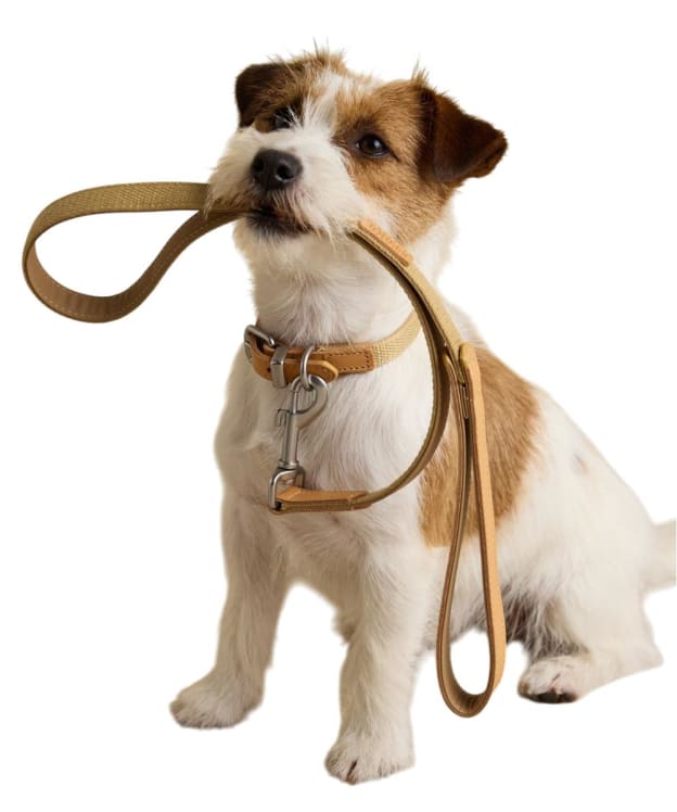 Joules Dog Collar - Small - Tan