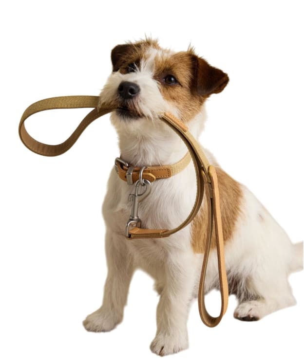 Joules Dog Collar - Large - Tan