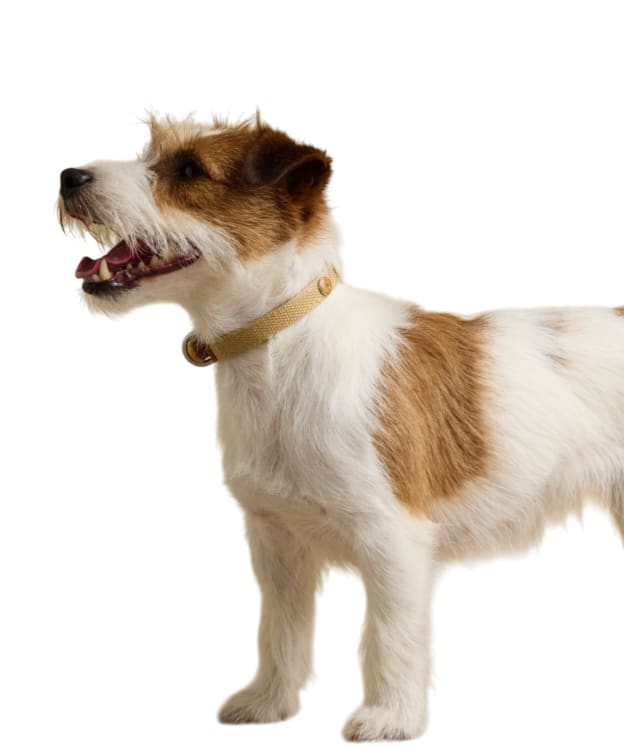 Joules Dog Collar - Large - Tan