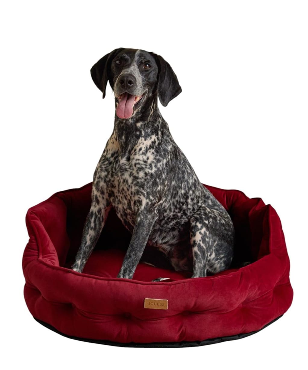 Joules Chesterfield Dog Bed - Large - Burgundy