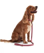 Barbour Leather Dog Lead - Pink