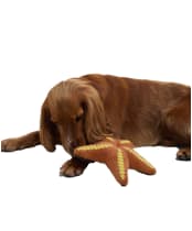 Barbour Starfish Dog Toy - Starfish