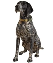 Joules Dog Collar - Large - Khaki