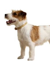 Joules Dog Collar - Large - Tan