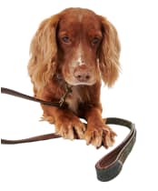Barbour Tartan and Leather Dog Lead - New Classic Tartan