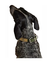 Joules Dog Collar - Large - Khaki