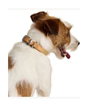 Joules Dog Collar - Large - Tan