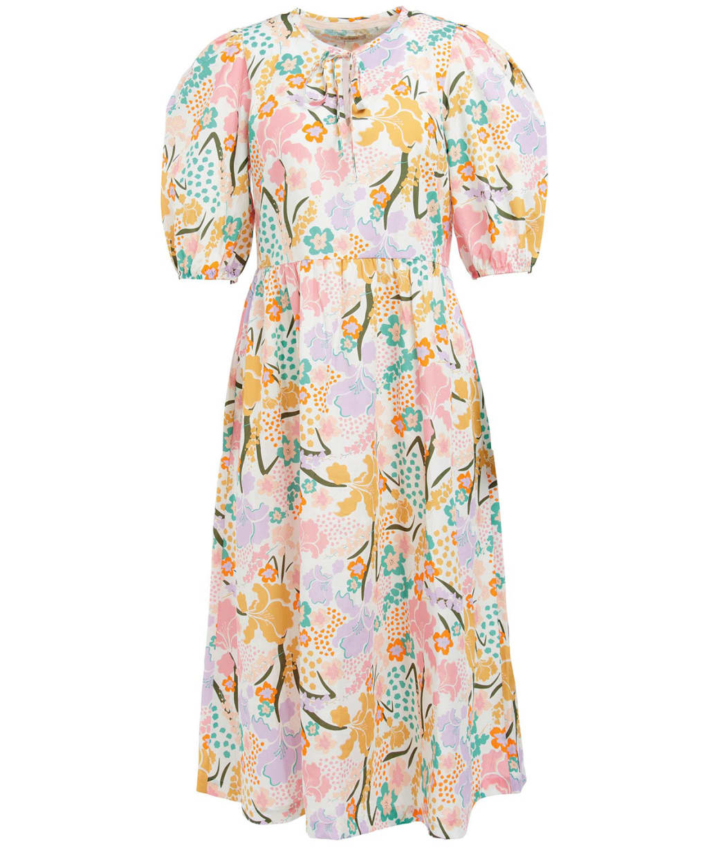 Delphinium Mid - Multi