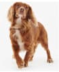 Barbour Leather Dog Collar - Brown