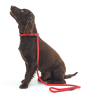 Barbour Dog Reflective Slip Lead - Red