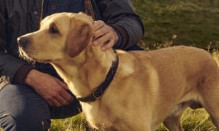 Barbour Dog Collars