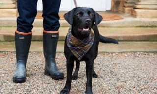 Barbour Dog Bandanas and Bows