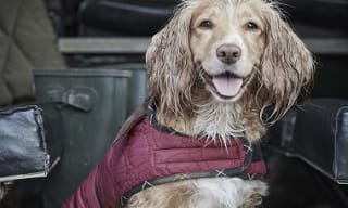Barbour Dog Coats