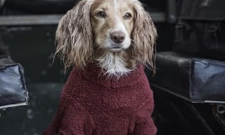 Barbour Dog Jumpers