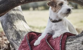 All Barbour Dog Accessories