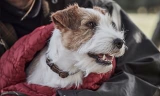 Dog Collars