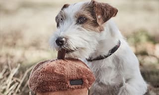 All Dog Accessories