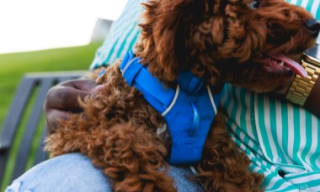 Dog Harnesses