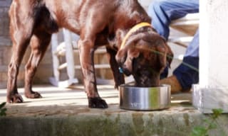Dog Bowls