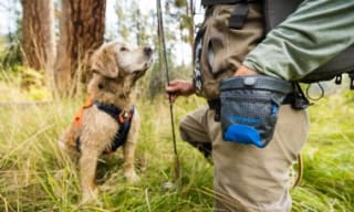Dog Bags and Packs