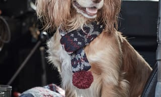 Dog Bandanas and Bow Ties