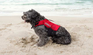 Dog Buoyancy Aids