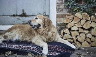 Gifts For Dogs