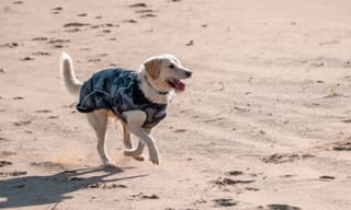 Dog Coats