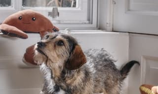 Dog Toys