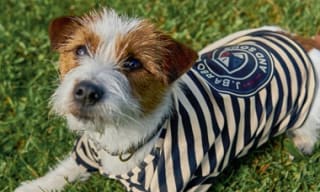 Dog Jumpers