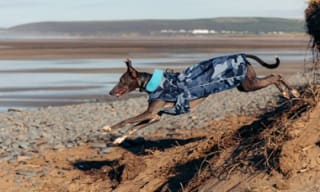 Dryrobe for Dogs