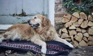 Barbour Dog Accessories