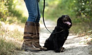 Dog Leads