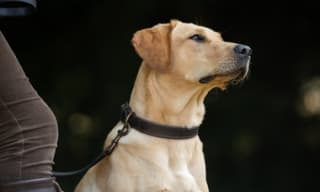 Dog Collars