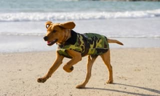 Dog Coats