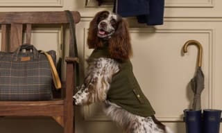 Joules Dog