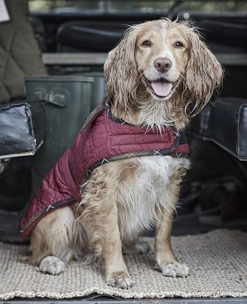 Barbour Dog Accessories