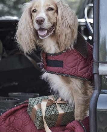 Barbour Dog Accessories