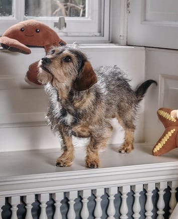 Barbour Dog Accessories