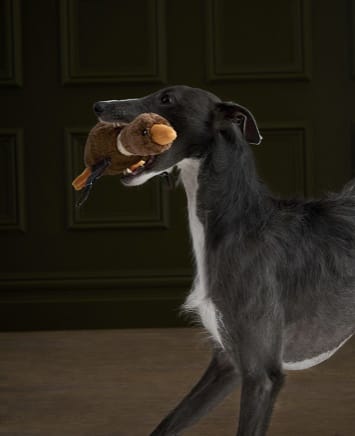 Barbour Dog Accessories