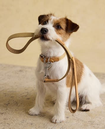 NEW Joules Dogs