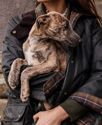 Barbour Dogs