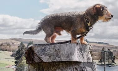 Barbour landrover dog coat online